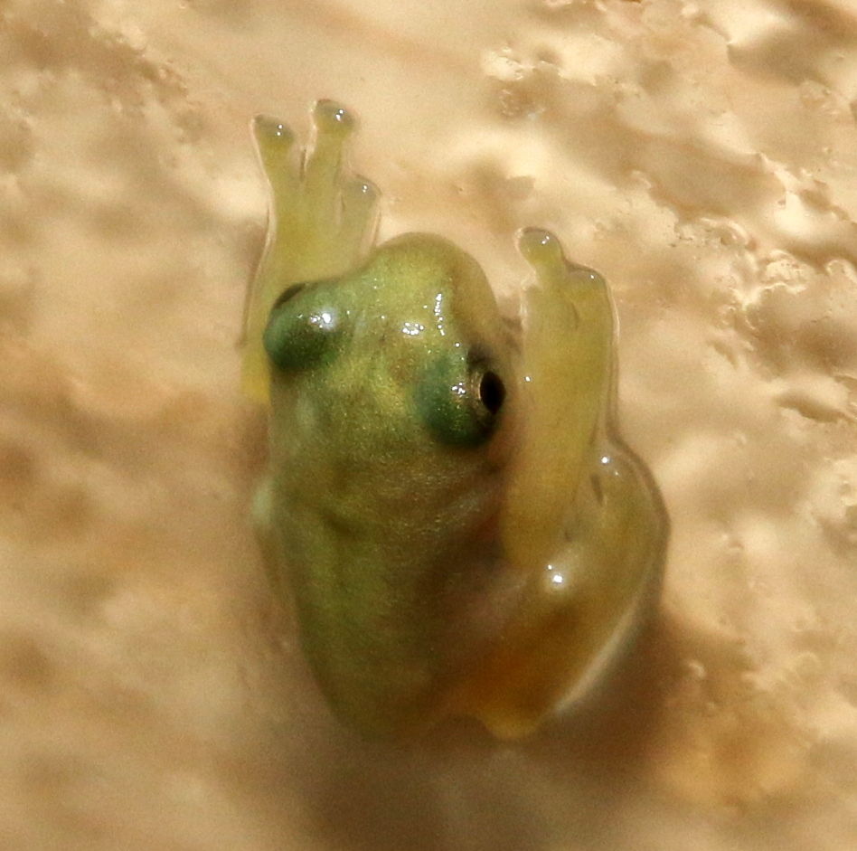 モリアオガエル成体出現 はんのう南北アルプス