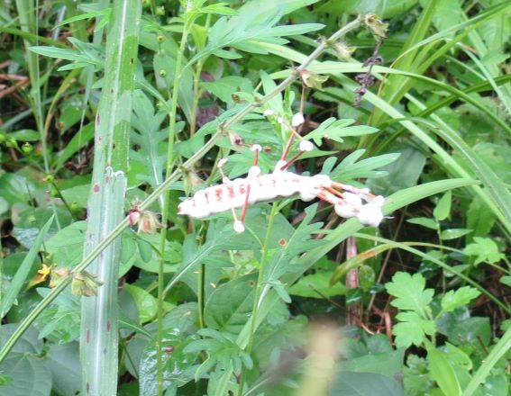 冬虫夏草 はんのうよもやま話