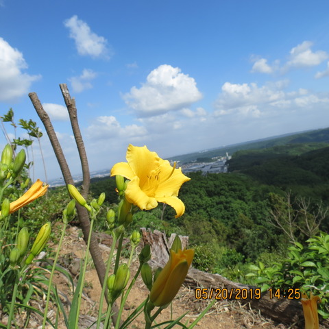 黄色花