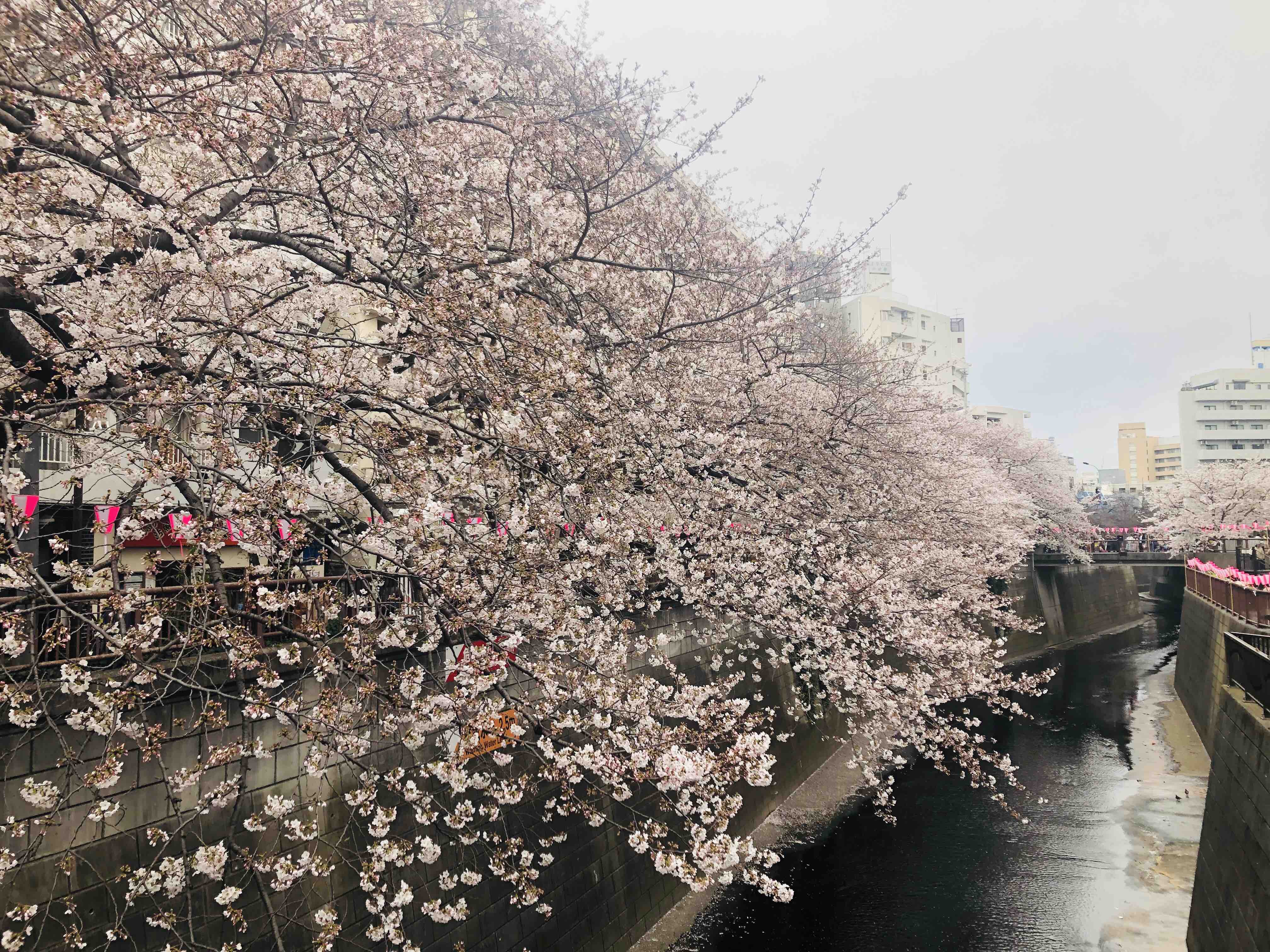 目黒川桜 おしゃれコーディネートなら福岡市中央区のhanohanomarket ハノハノマーケット