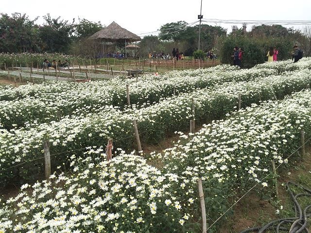 カップルがデートで行くハノイ市内の お花畑 ハノイでまったり生きてます Fwf