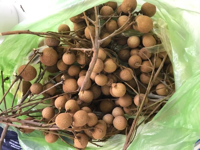 季節の果物 ライチの次は リュウガン の季節 ハノイでまったり生きてます Fwf