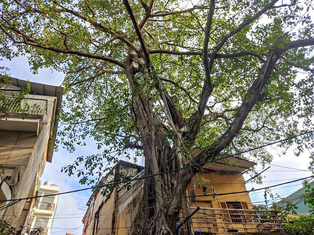 ハノイの通りを歩くと 気根 を垂らした ベンガル菩提樹 ガジュマル を見ることができます ハノイでまったり生きてます Fwf