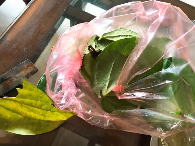 伝統2 檳榔 ビンロウ 文化の 石灰 や 赤色 木 についてもう少し詳しくわかりました ハノイでまったり生きてます Fwf 伝統2 檳榔 ビンロウ 文化の 石灰 や 赤色 木 についてもう少し詳しくわかりました ハノイでまったり生きてます Fwf