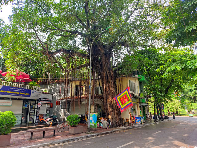 ハノイの通りを歩くと 気根 を垂らした ベンガル菩提樹 ガジュマル を見ることができます ハノイでまったり生きてます Fwf
