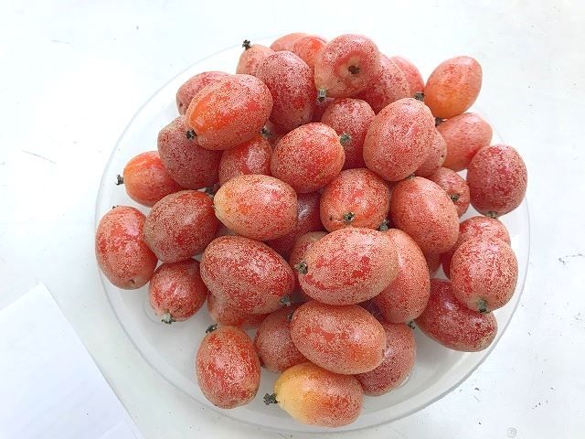 ベトナムの果物 ニョット Quả Nhot は 服でゴシゴシこすれ ハノイでまったり生きてます Fwf ベトナムの果物 ニョット Quả Nhot は 服でゴシゴシこすれ ハノイでまったり生きてます Fwf