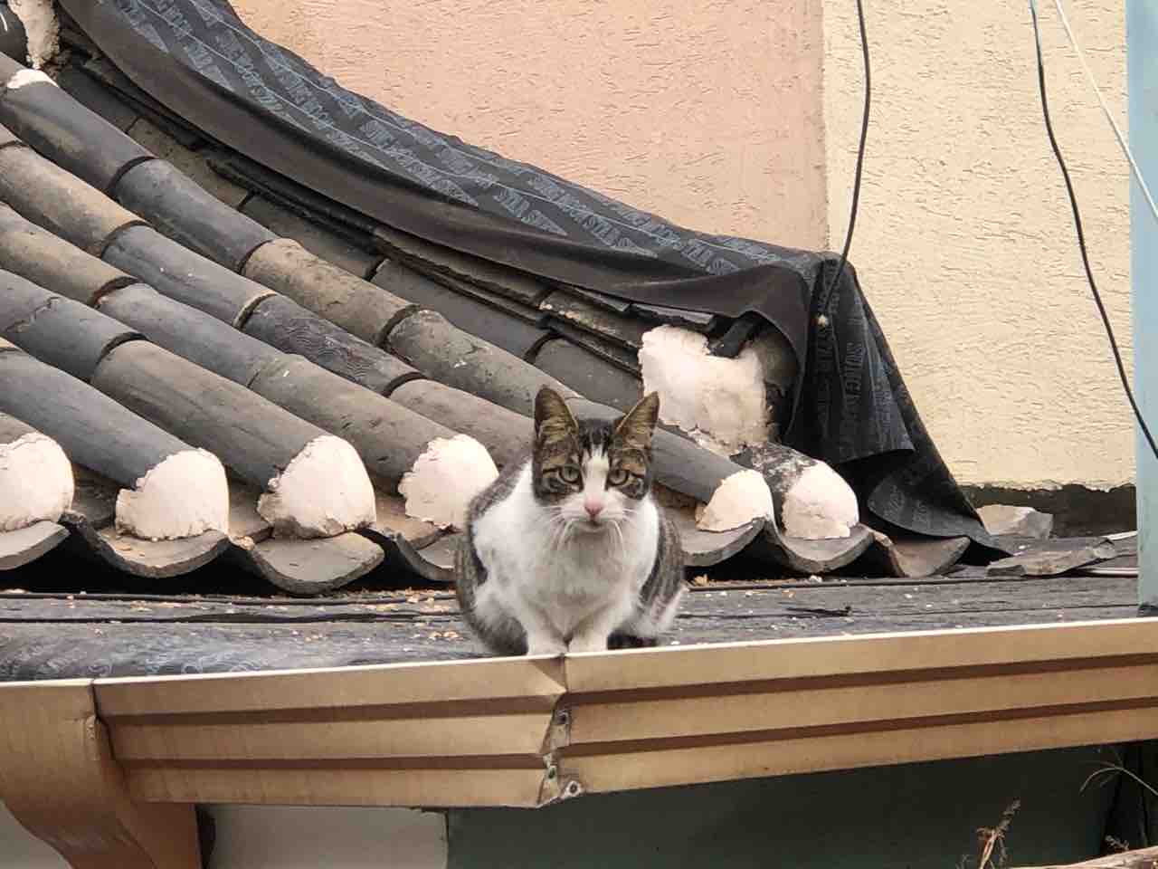 動物の 不妊 去勢 は韓国語で 区役所と協力して猫ちゃん一挙捕獲 ソウルで韓屋生活 動物の 不妊 去勢 は韓国語で 区役所と協力して猫ちゃん一挙捕獲 ソウルで韓屋生活