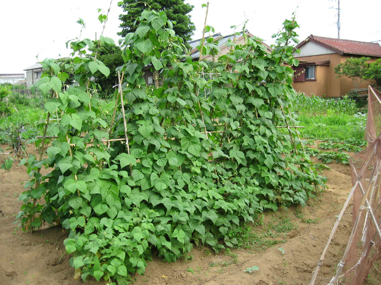 インゲン豆が獲れる 銚子のはんぺん屋 三代目の日記