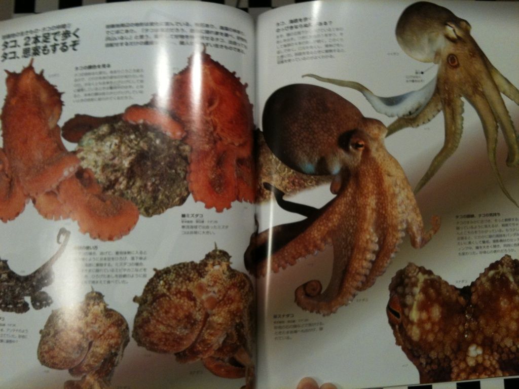 私のタコ道楽 U子の がんばったが ダメ 日記 私のタコ道楽 U子の がんばったが ダメ 日記