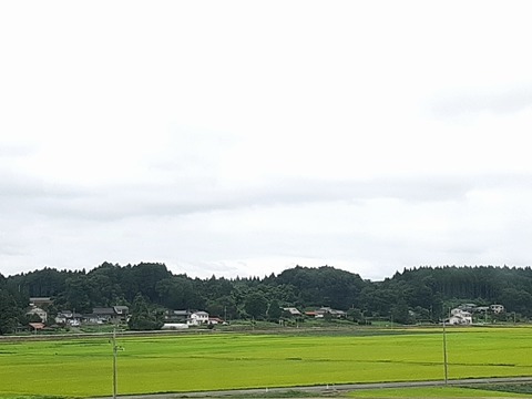 a-hachi04