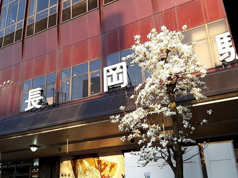a-nii25