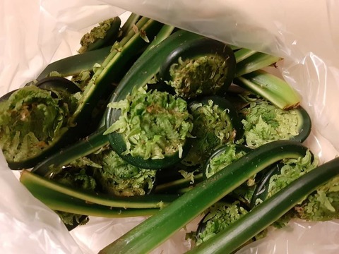 FB_IMG_1620008146393