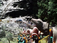 桜祭り4
