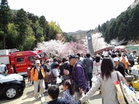 桜祭り1