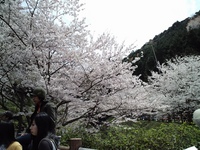 桜祭り2