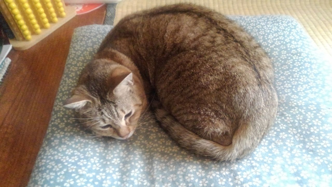 布団の中で寝ている猫 Hanwa225