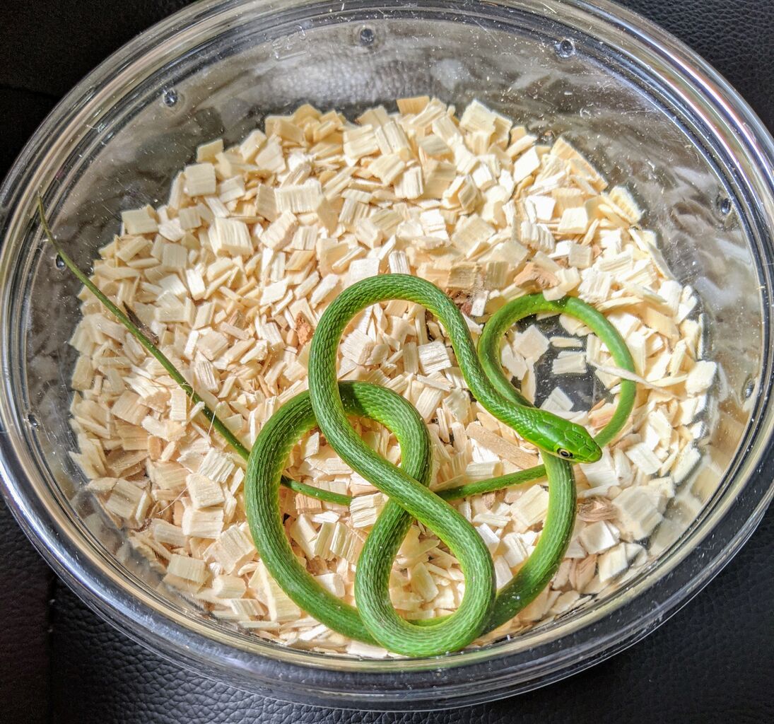 ラフグリーンスネーク Enjoy With Reptiles