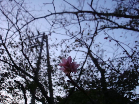 DSC01062