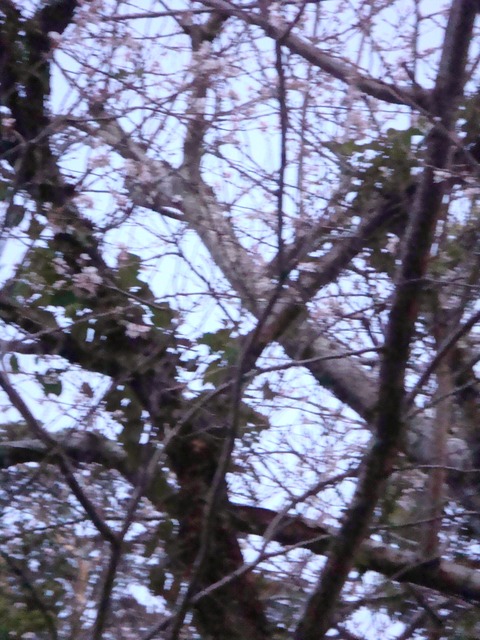 DSC01049