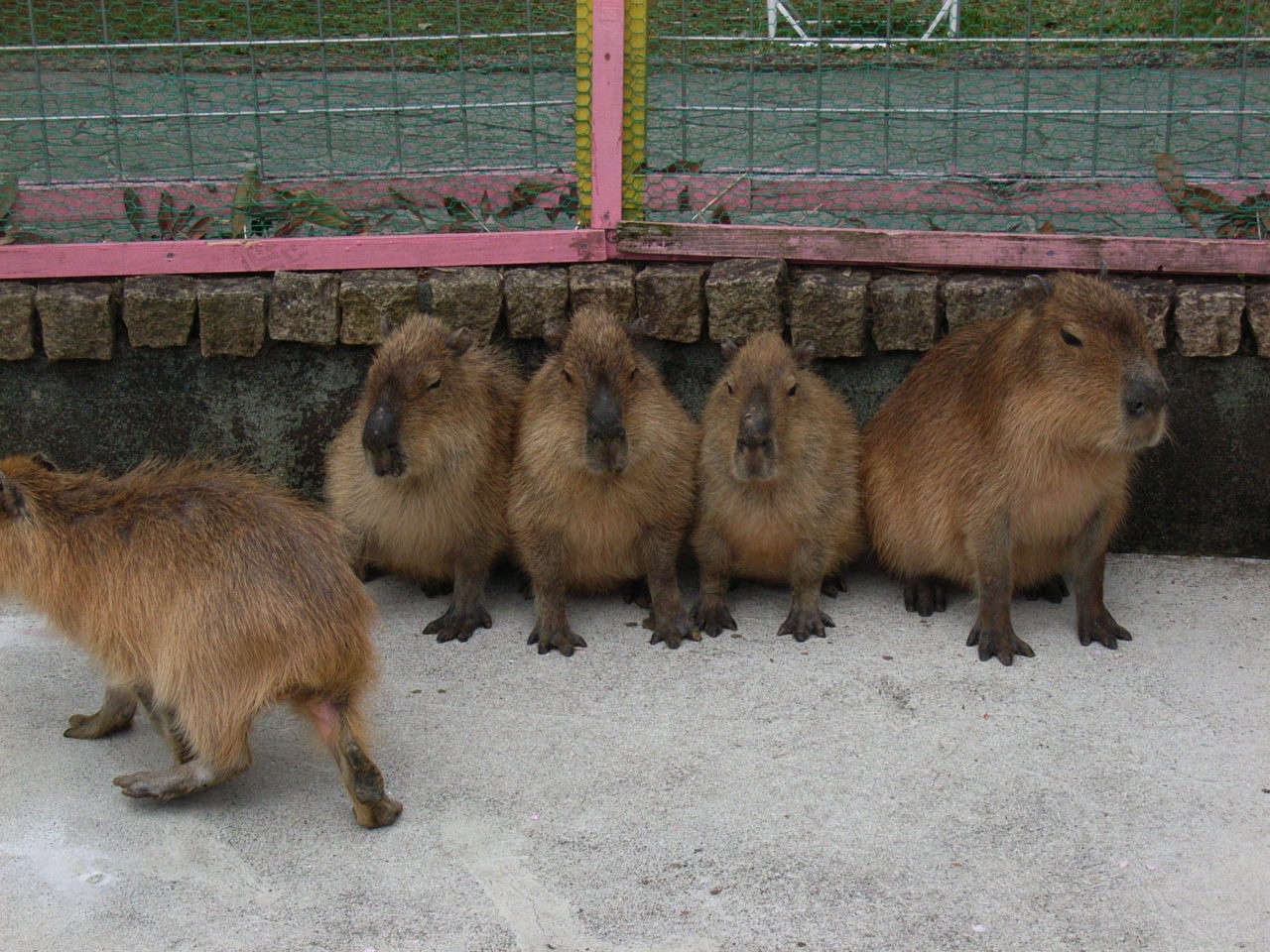 伊豆ネズミーランド カピバラ編 ごちそうさま