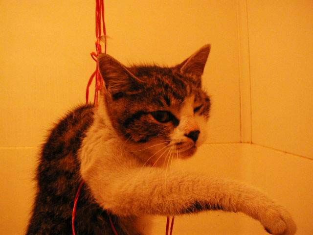 Images Of 福岡猫虐待事件 Japaneseclass Jp Images Of 福岡猫虐待事件 Japaneseclass Jp