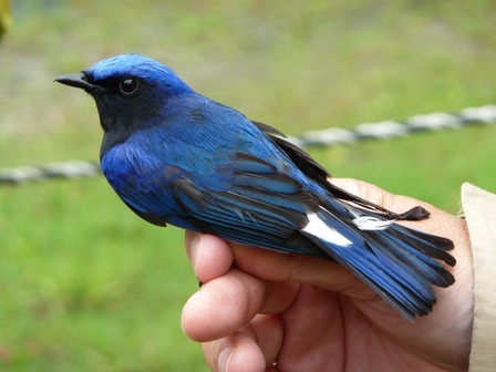 ����������Ļ