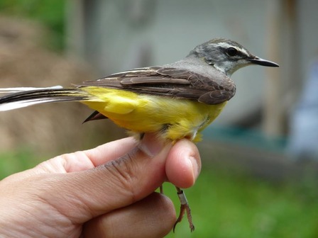 �������쥤����Ļ