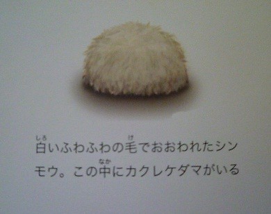 け ケ 毛 完結 パピヨンライフ ティアラのバラ色diary け ケ 毛 完結 パピヨンライフ ティアラのバラ色diary