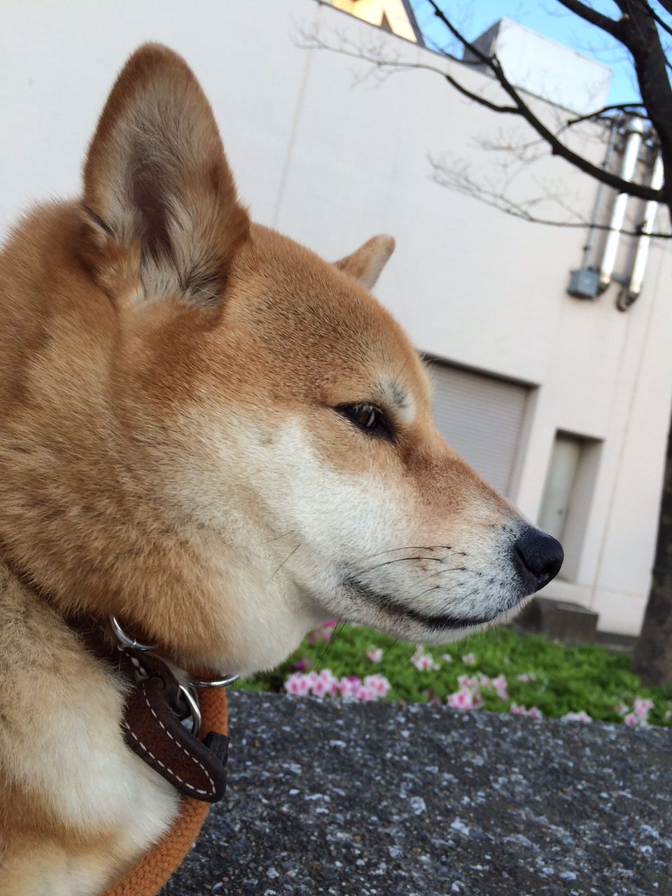 犬野忠輔