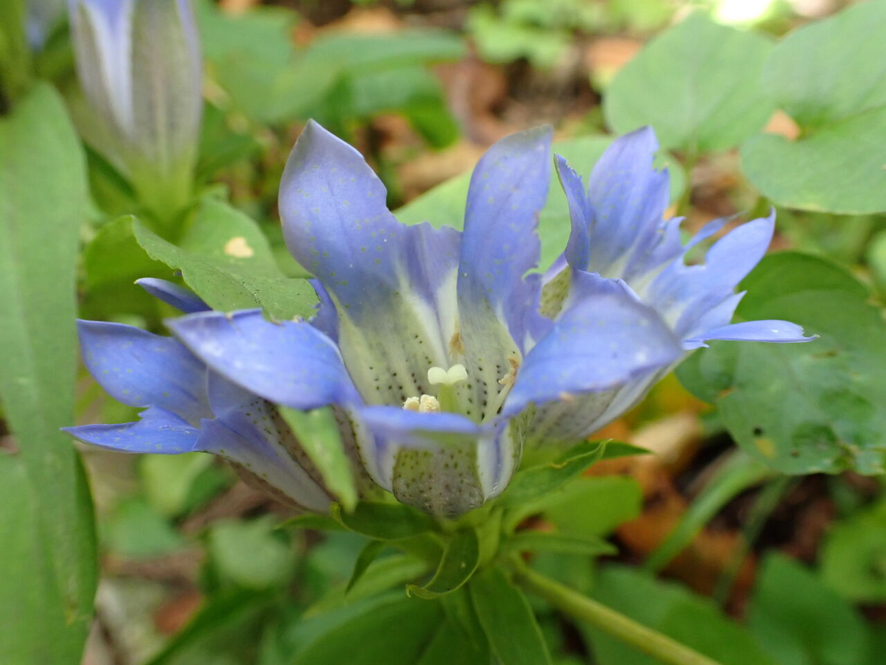 リンドウの花言葉は 正義 葉っぱ塾 ブナの森から吹く風