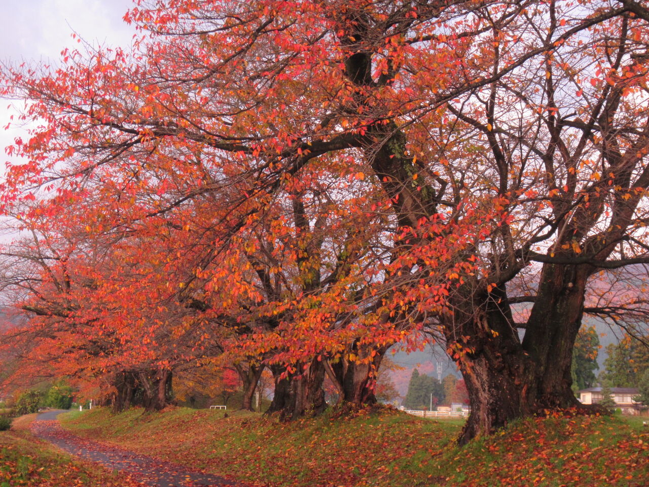 名残の紅葉鮮やかに 平野小学校の桜並木 葉っぱ塾 ブナの森から吹く風 名残の紅葉鮮やかに 平野小学校の桜並木 葉っぱ塾 ブナの森から吹く風
