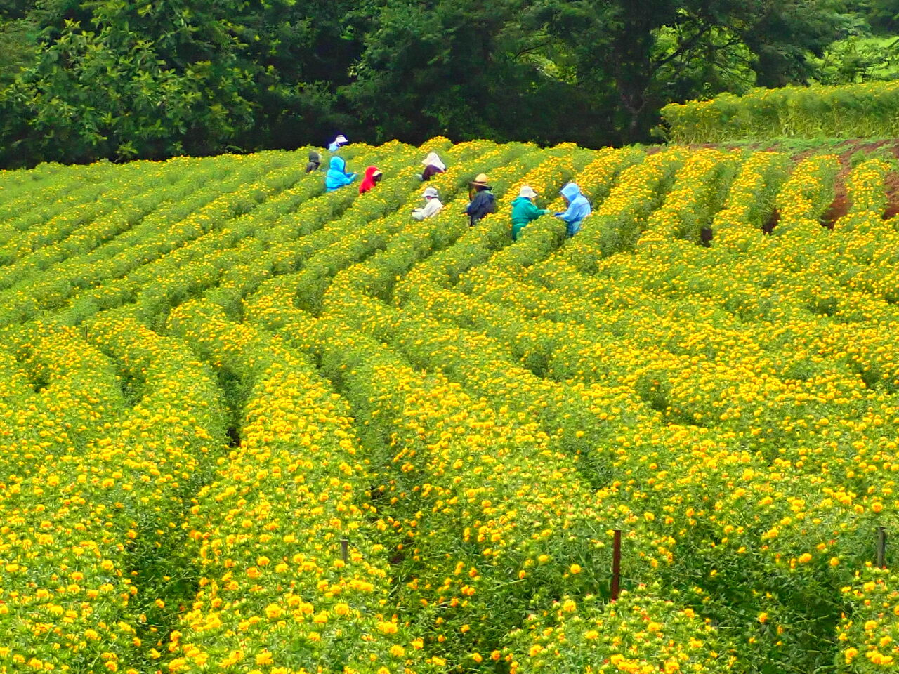 白鷹町の紅花、見頃を迎える : 葉っぱ塾～ブナの森から吹く風