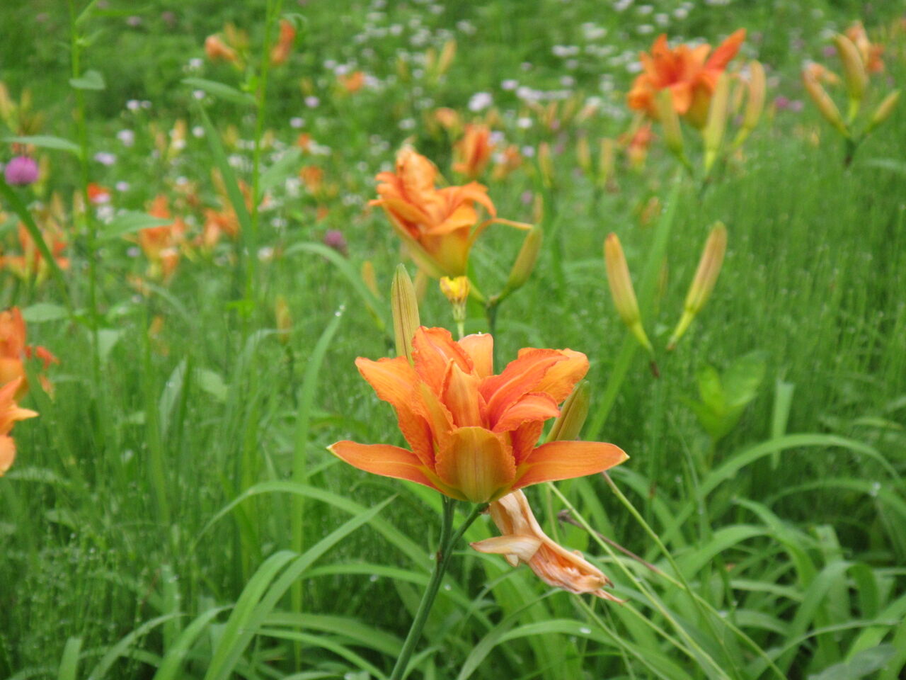 ヤブカンゾウは 忘れ草 最上川堤防で盛りに 葉っぱ塾 ブナの森から吹く風