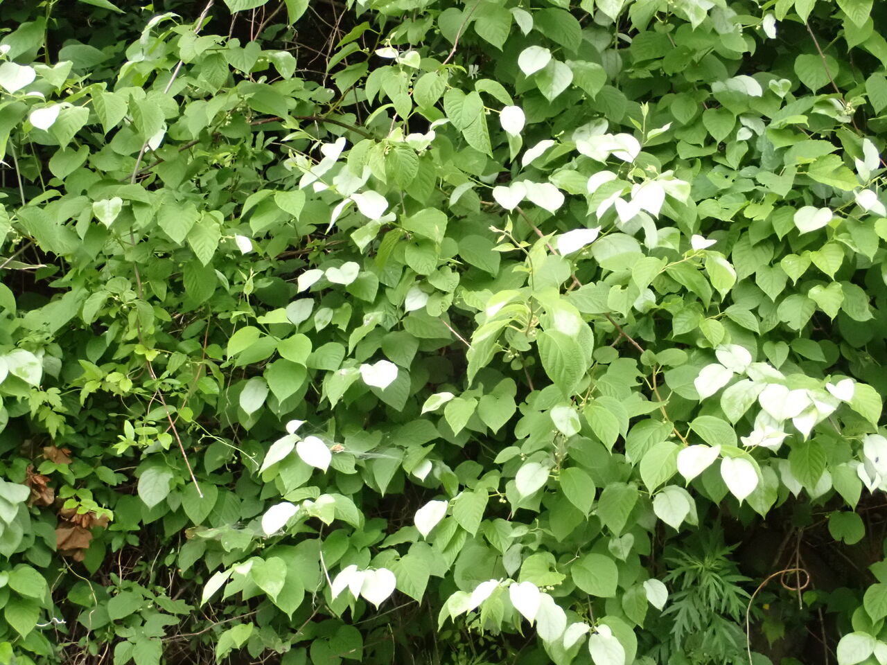 マタタビ 夏梅 の白い葉が目立つ季節 葉っぱ塾 ブナの森から吹く風