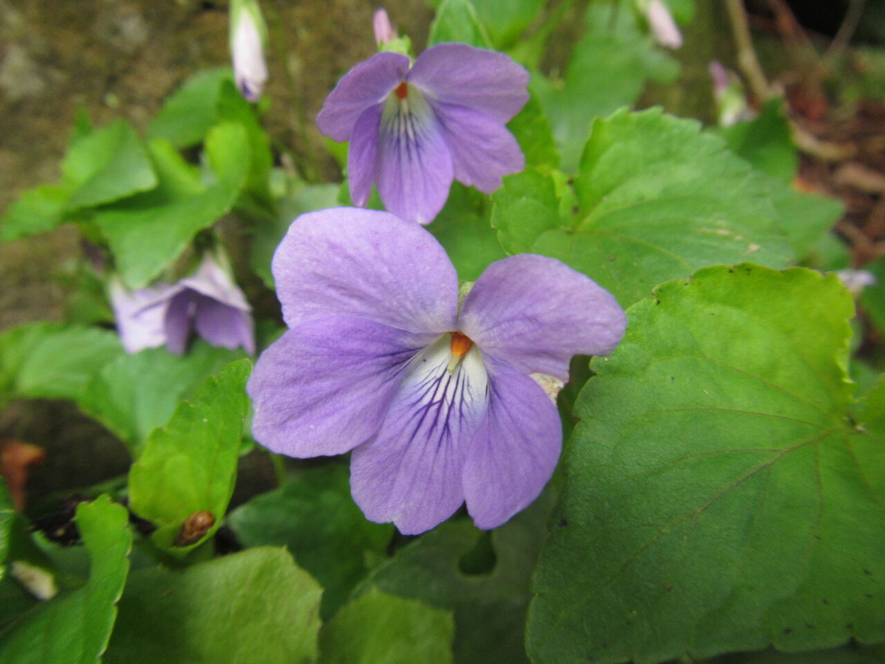 スミレさん 難しいよ 葉っぱ塾 ブナの森から吹く風