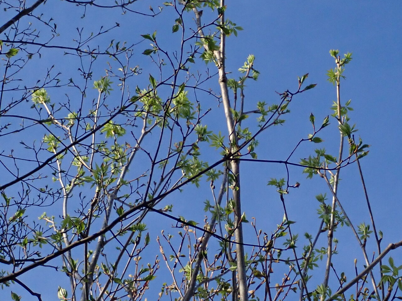 わが家の庭の山菜たち 葉っぱ塾 ブナの森から吹く風 わが家の庭の山菜たち 葉っぱ塾 ブナの森から吹く風