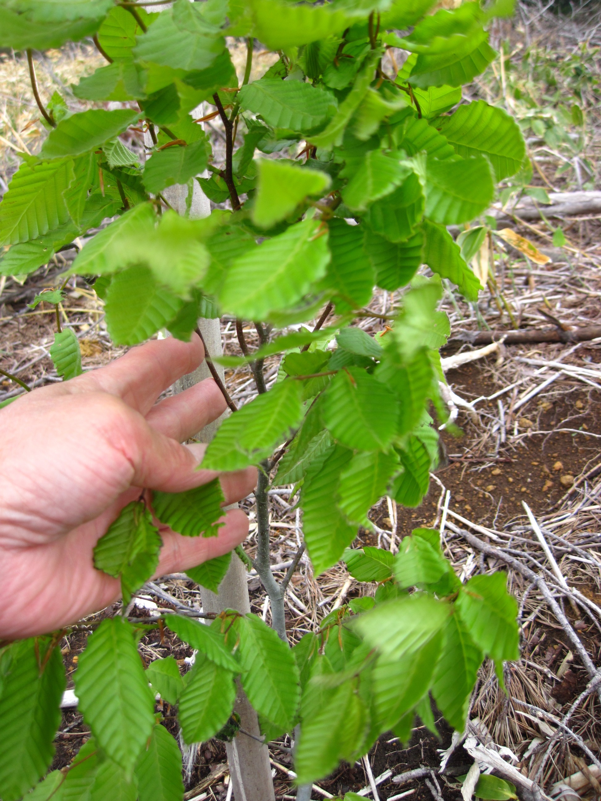 植樹地のブナ芽吹く ６月に見学会 葉っぱ塾 ブナの森から吹く風