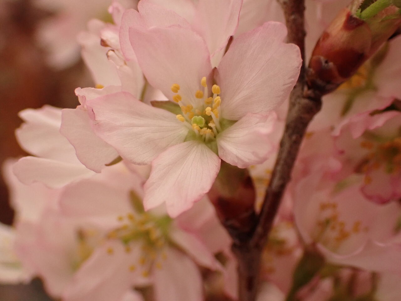 いただいた啓翁桜 見事に咲きそろう 葉っぱ塾 ブナの森から吹く風