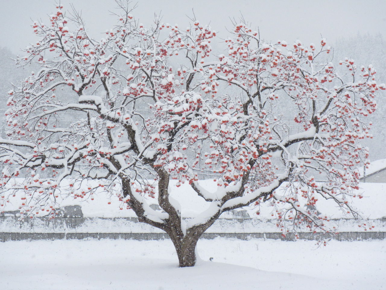 珍しいクリスマス前の大雪～雪の中に立つ柿の木 : 葉っぱ塾～ブナの森