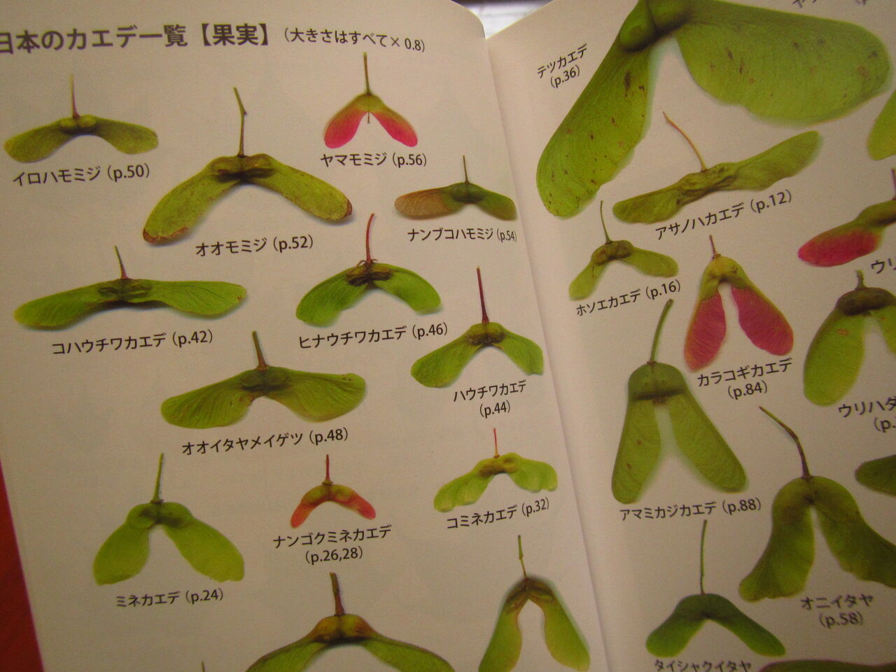 カエデ識別ハンドブック 初版本 希少品 カエデ識別ハンドブック 初版本
