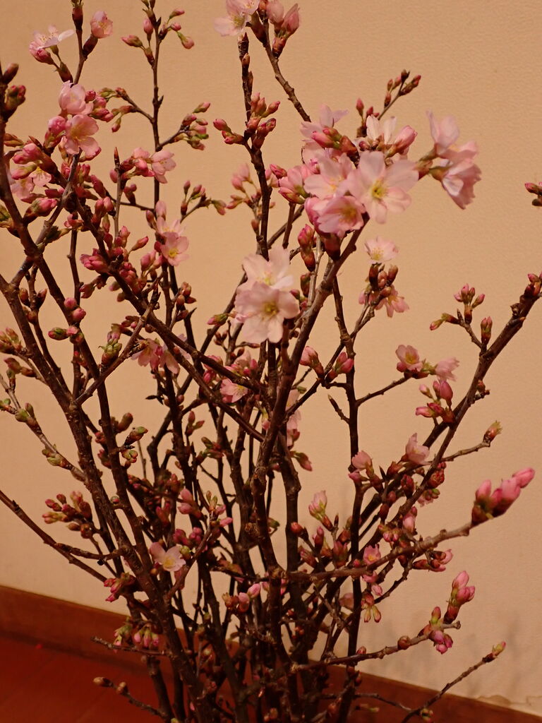 アーリオ のお母さんに啓翁桜を贈る 被災地へは１４日 葉っぱ塾 ブナの森から吹く風