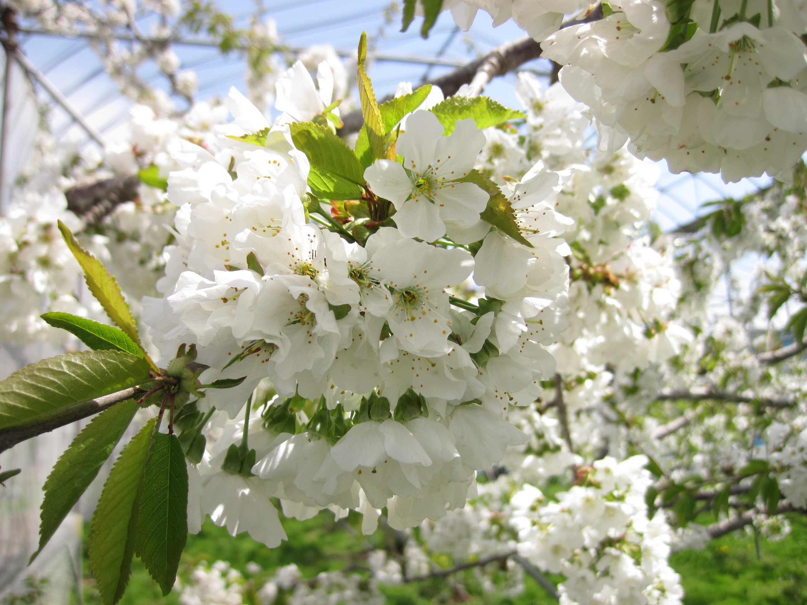 開花遅れるリンゴの花 葉っぱ塾 ブナの森から吹く風