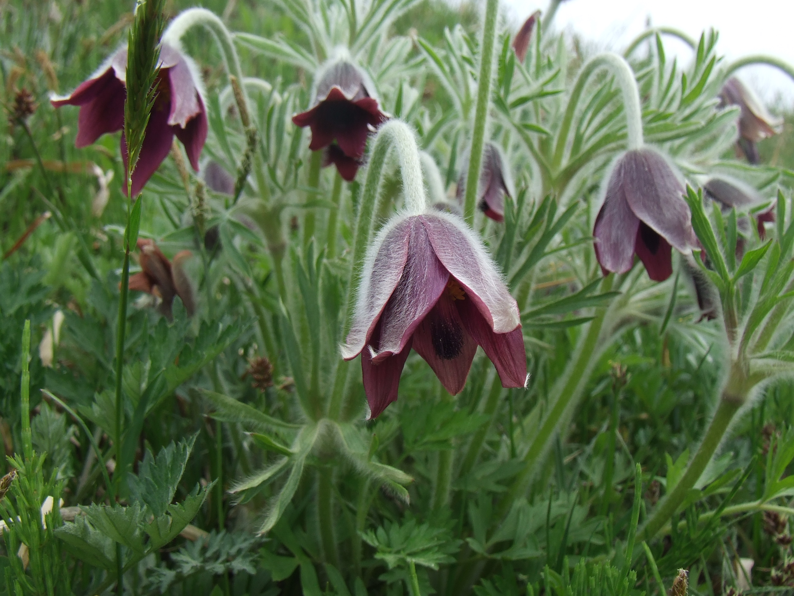 告げられぬ恋 葉っぱ塾 ブナの森から吹く風