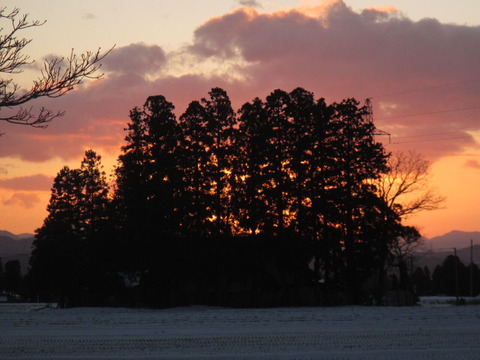 IMG_7617�ޤʤӴ���