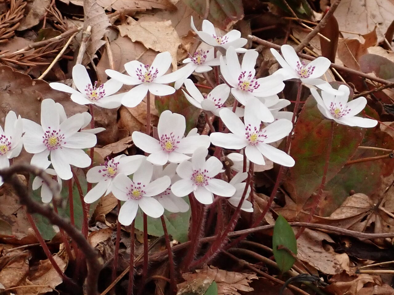 オオミスミソウ咲く角田山 下見山行報告 葉っぱ塾 ブナの森から吹く風