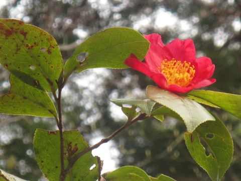IMG_8478·§Ì¤Î¥æ¥¥Ä¥Ð¥