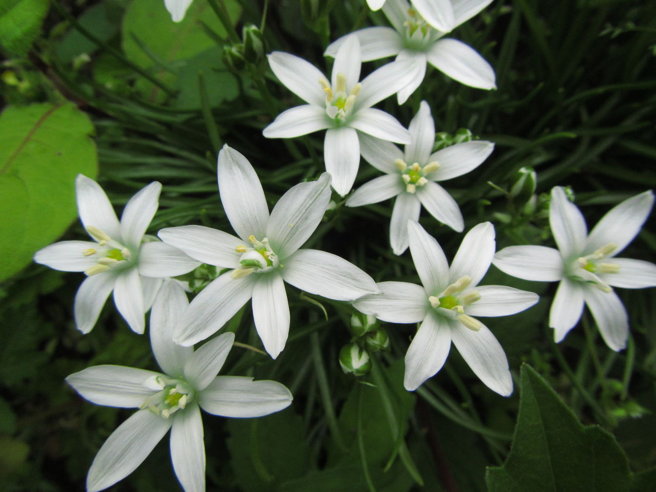 わが家の庭の初夏の山野草 葉っぱ塾 ブナの森から吹く風 わが家の庭の初夏の山野草 葉っぱ塾 ブナの森から吹く風