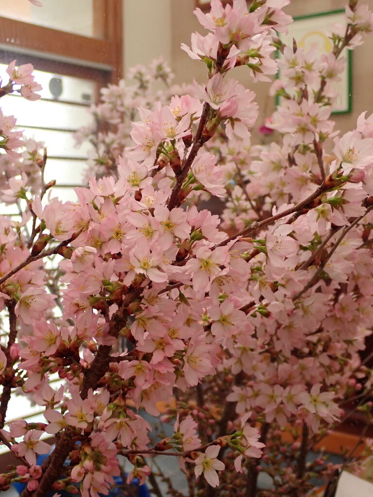 いただいた啓翁桜 見事に咲きそろう 葉っぱ塾 ブナの森から吹く風