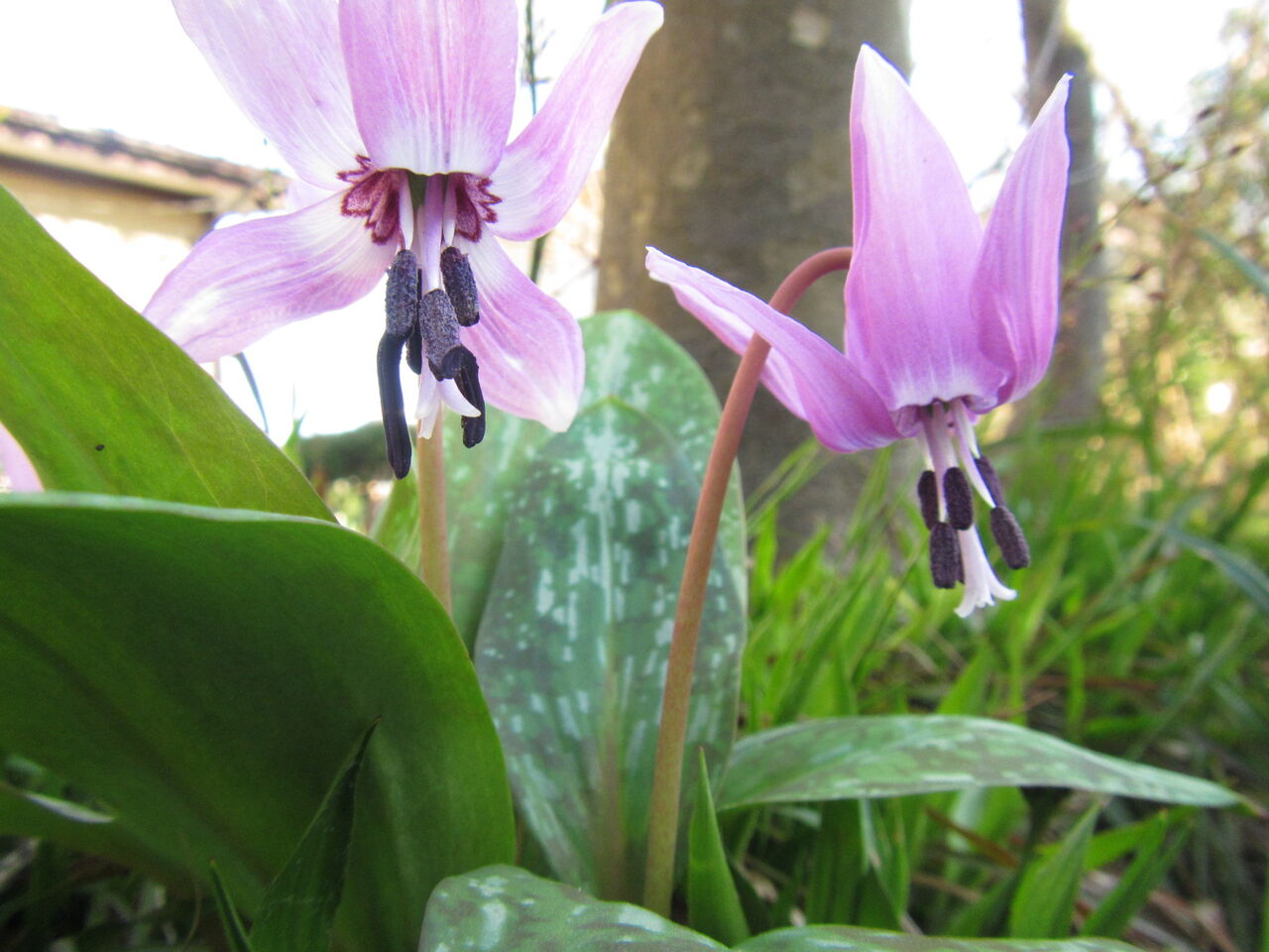 カタクリとイチゲが咲いて 庭に春 葉っぱ塾 ブナの森から吹く風