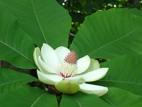P6152421